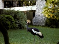 Florida - Tampa - Busch Gardens - Exotic Bird